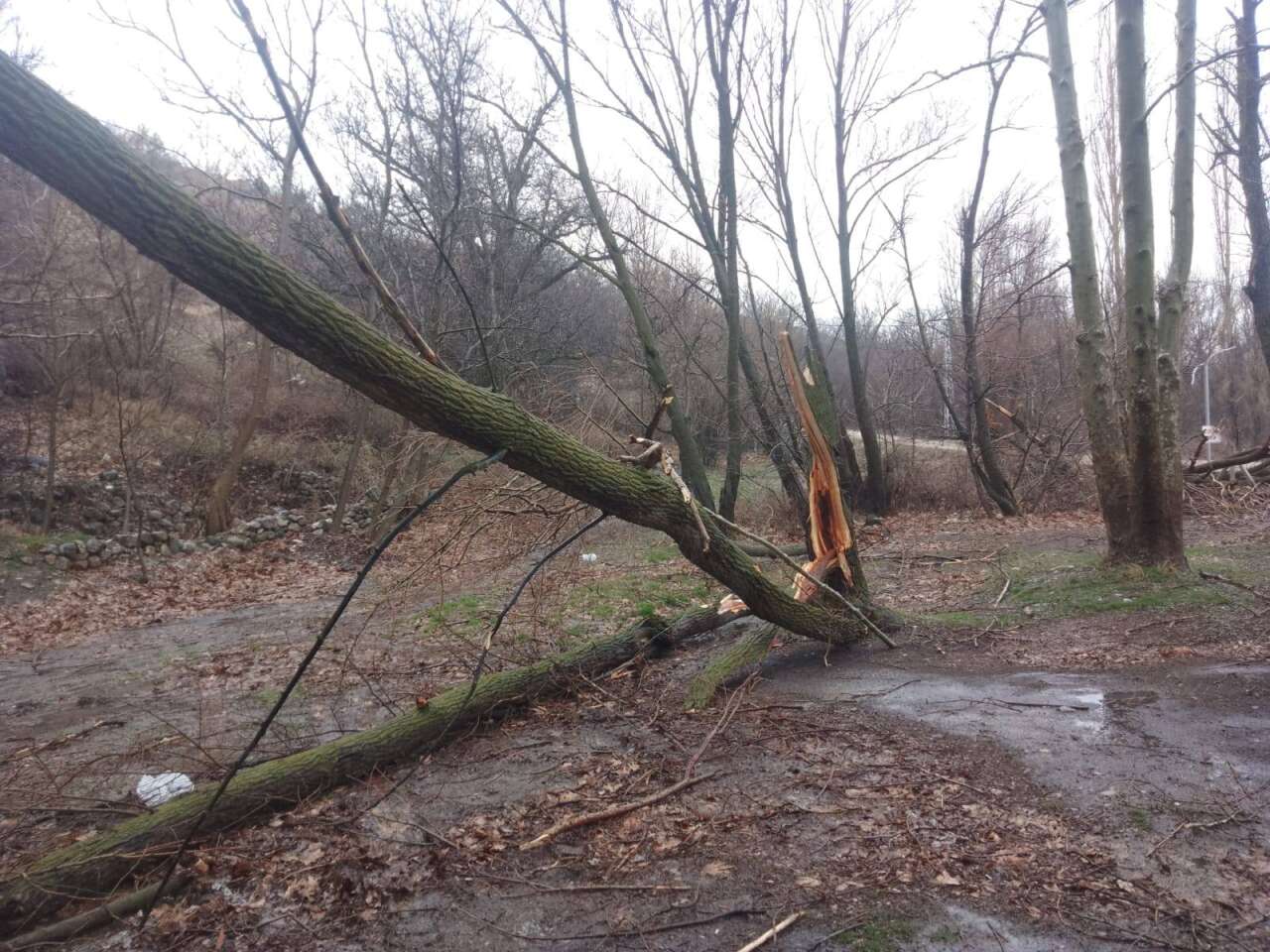 Konya’da 500 yıllık çınar ağacı rüzgara dayanamadı 3
